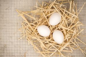 Eggs ©Rhonda Adkins-6682.jpg